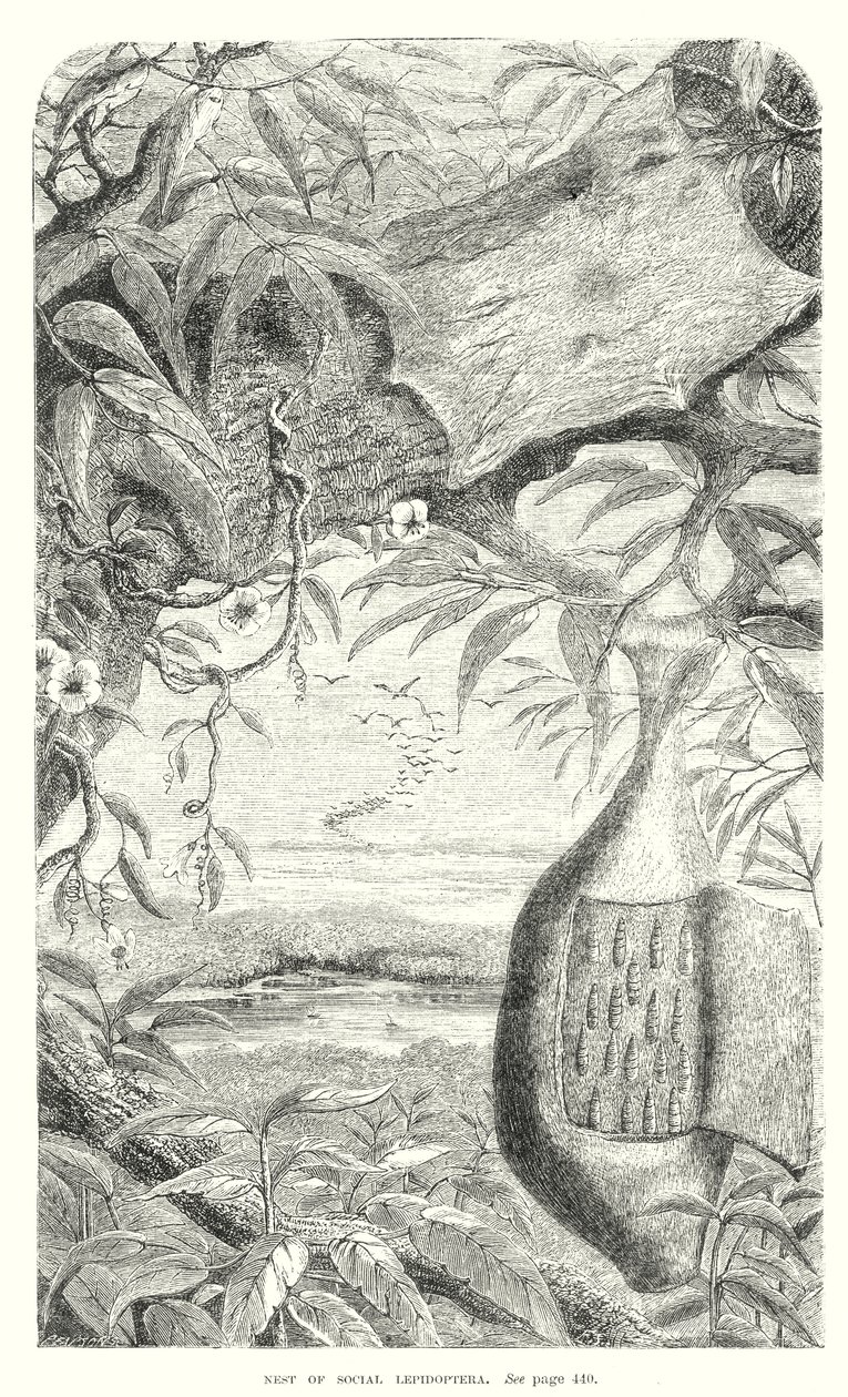 Lepidopteran Böcekler (gravür) by English School