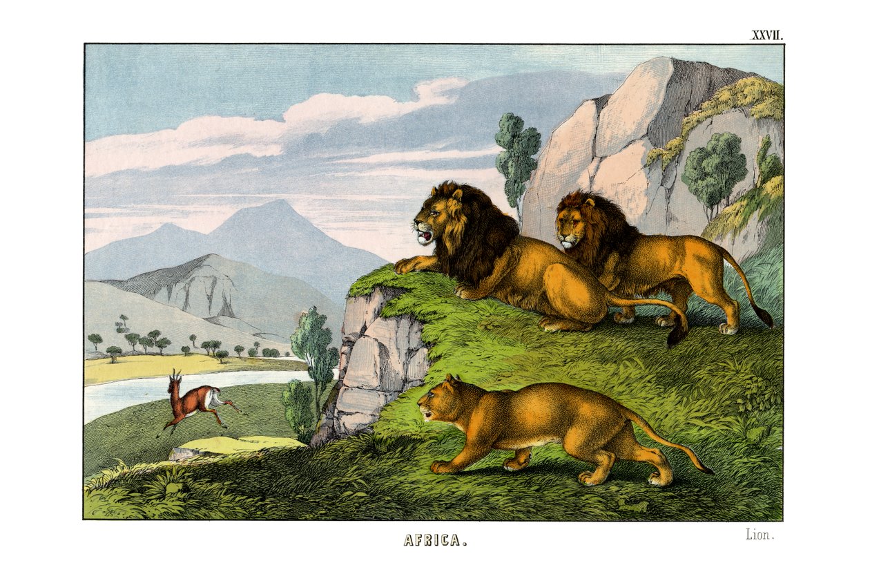 Aslan by English School