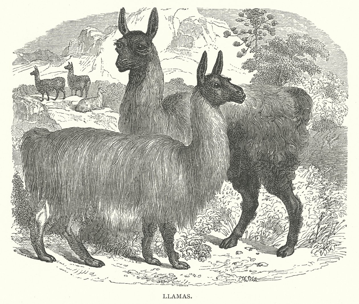 Alevler (gravür) by English School