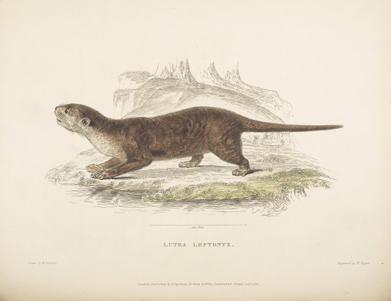 Lutra Leptonyx, 