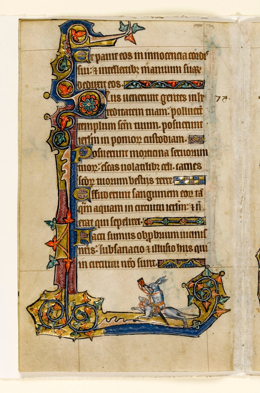 MS 1-2005, fol. 115v: Tazıya binen bir Tavşan, avcılık, Macclesfield Psalter'dan marjinal dekorasyon, Sarum Kullanımı, Doğu Anglia, c.1330 by English School