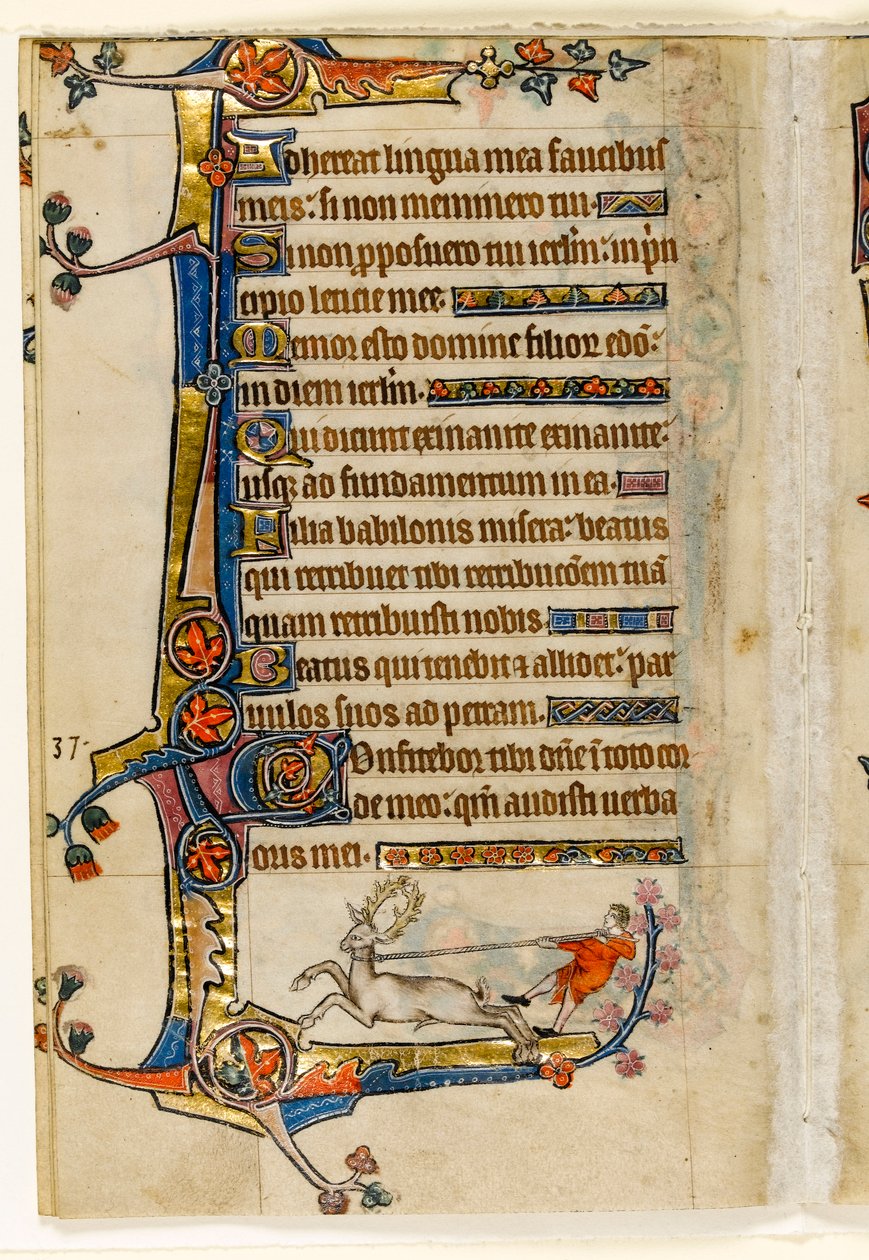 MS 1-2005, fol. 193v: Bir Adam Tarafından Kementlenmiş Bir Geyik, Macclesfield Psalter