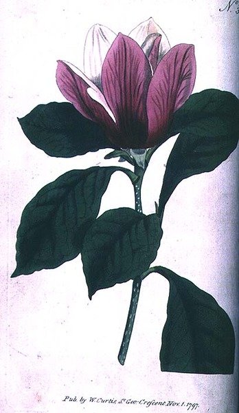 Manolya (Magnolia purpurea), William Curtis