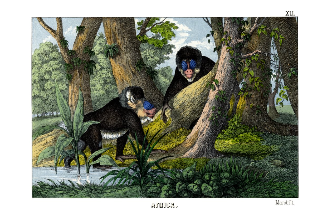 mandril by English School