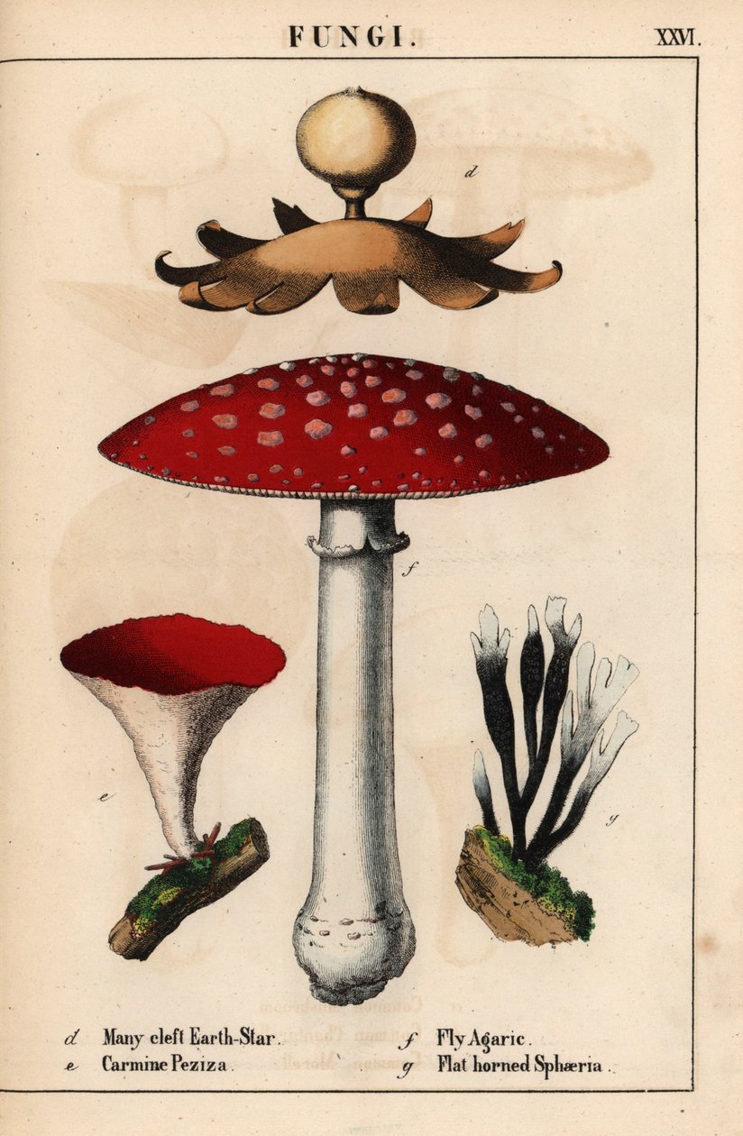 Çok yarıklı dünya yıldızı Geastrum, carmine Peziza, sinek mantarı Amanita muscaria ve yassı boynuzlu sphaeria mantarları.   , "Öğretici Resimli Kitap veya Sebze Dünyasından Dersler"den [Charlotte Mary Yonge], Edinburgh by English School