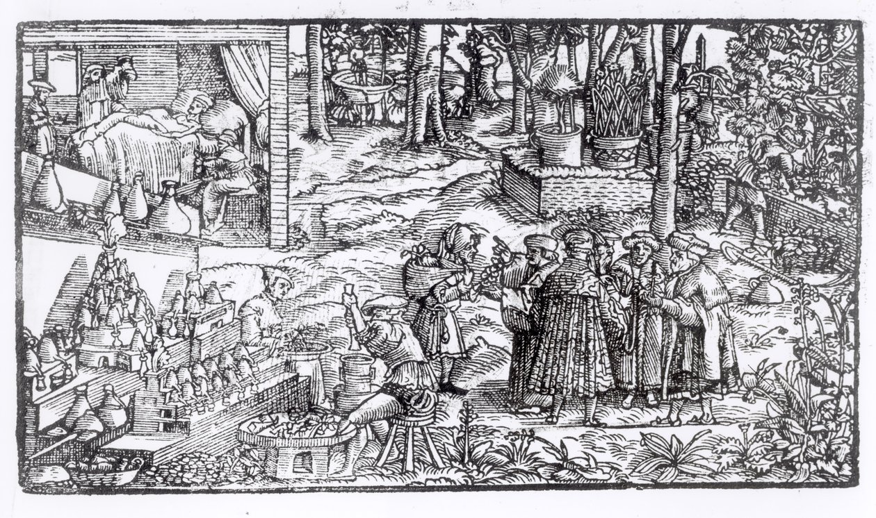Tıbbi Bitki Yetiştiriciliği, 1531 by English School