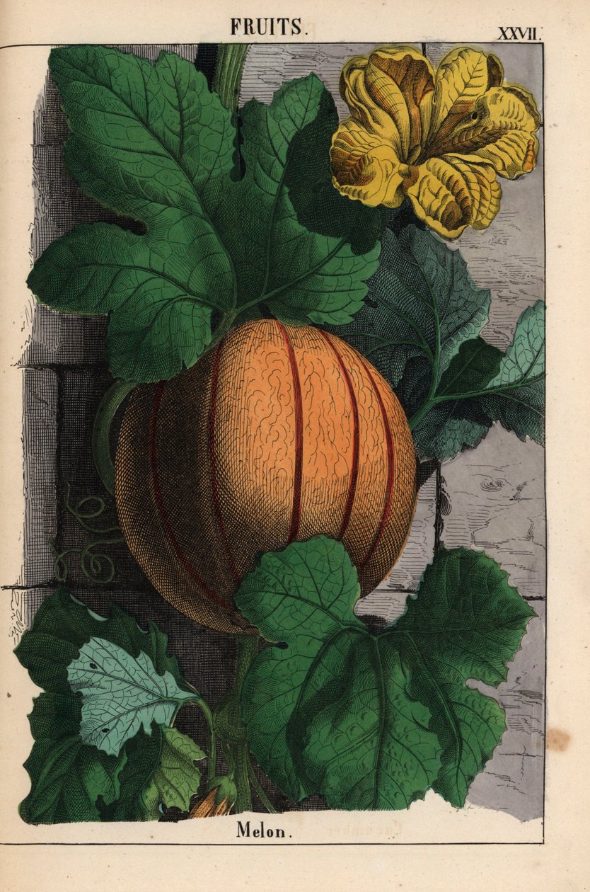 Olgun portakal meyveli, sarı çiçekli ve büyük koyu yeşil yapraklı kavun Cucumis melo   , "Öğretici Resimli Kitap veya Sebze Dünyasından Dersler"den [Charlotte Mary Yonge], Edinburgh by English School