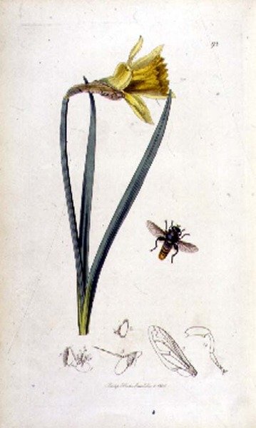 Merodon clavipes (uçurum sineği) ve nergis, pub. John Curtis tarafından 