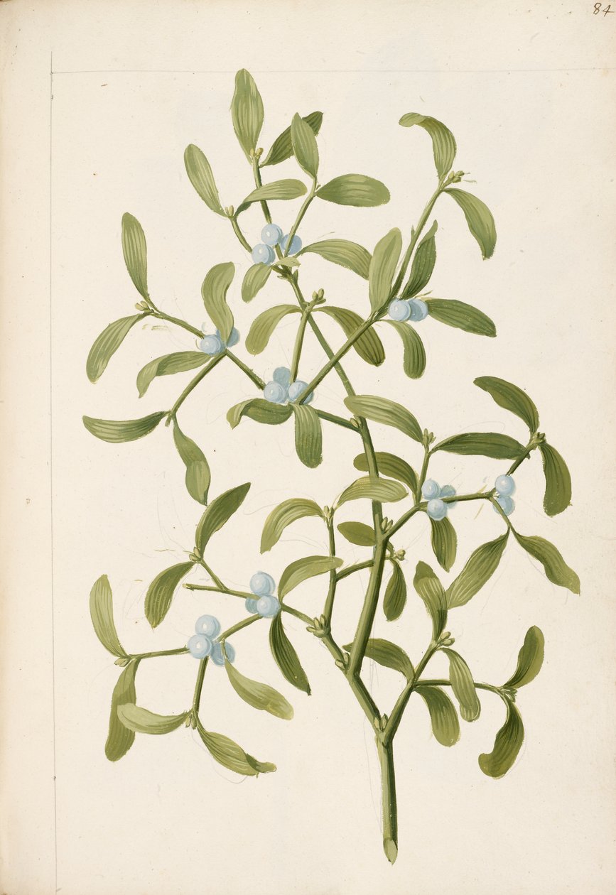 ökse otu. Bir hemi-parazit bitki, c.1664 (litho) by English School