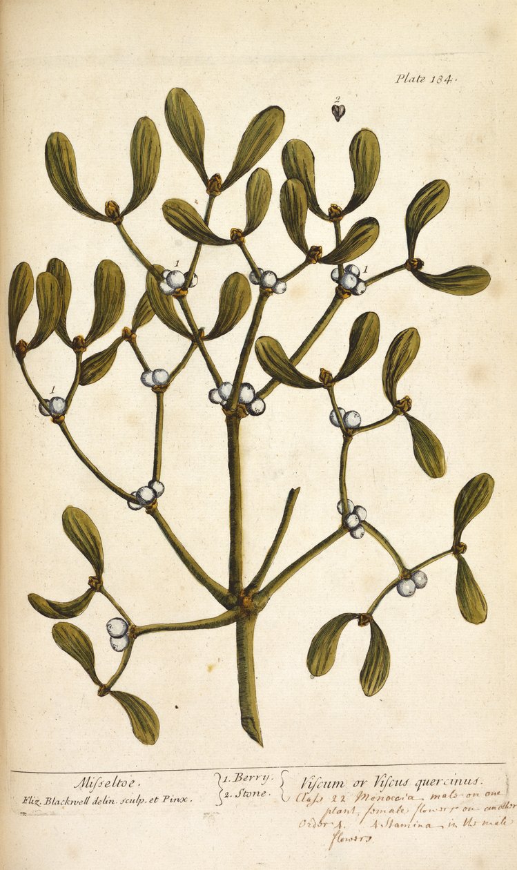 Ökseotu, Elizabeth Blackwell