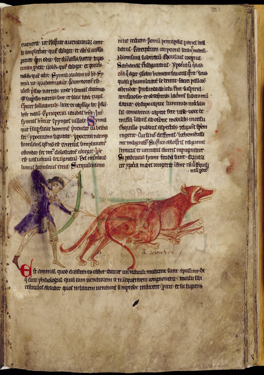 Ms 254, f.19r: Bir Bestiary