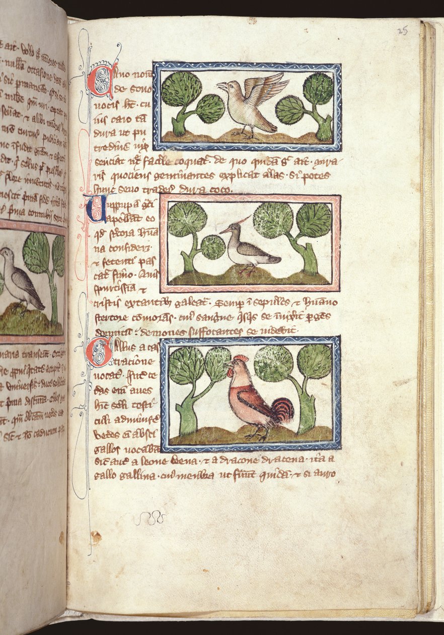 Ms 379, f.25r: Yerdeki üç kuş, bir Bestiary