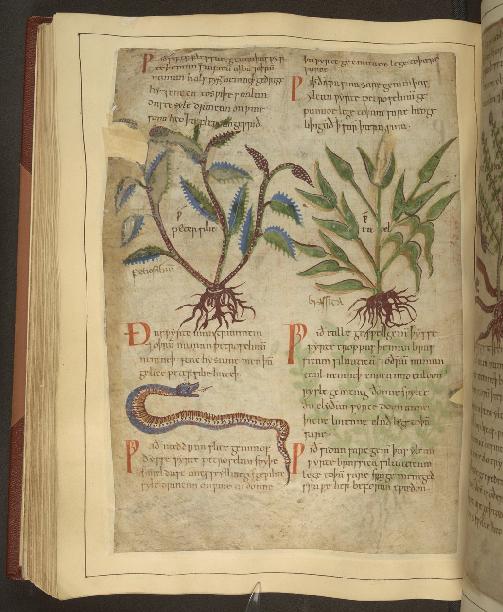 Ms. Cotton Vitellius C.III fol.56v Petersilie, Cawel ve Yılan çizimleri, bir Old English Herbal