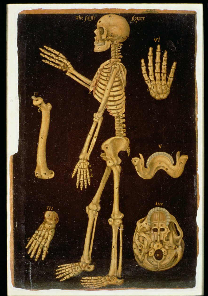 Ms Hunter 364 Tablo III Anatomik Tablolardan Diseksiyon, John Banister (1540-1610) (kahverengi kağıt üzerine yağlı boya) by English School