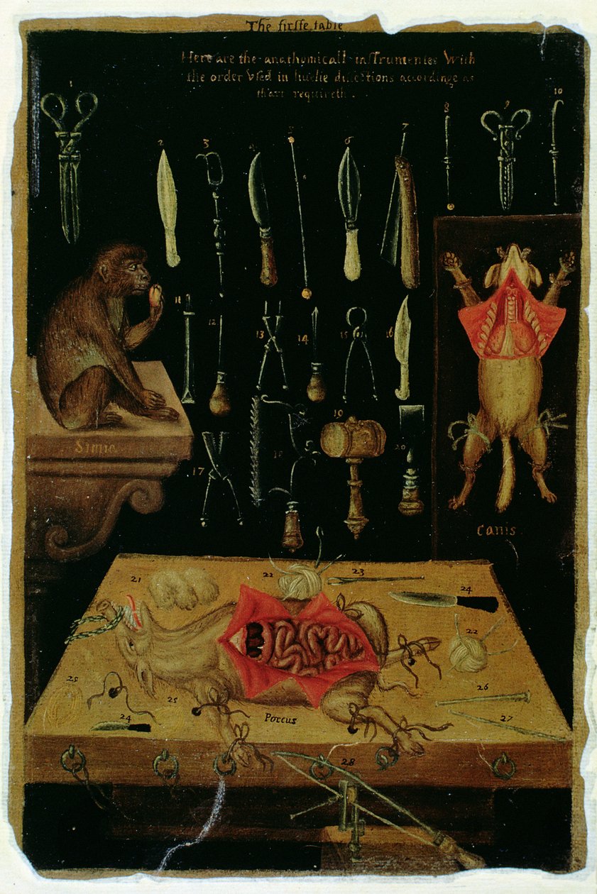 Ms Hunter 364 Tablo I Diseksiyon aletleri, Anatomik Tablolardan John Banister (1540-1610) (kahverengi kağıt üzerine yağlı boya) by English School