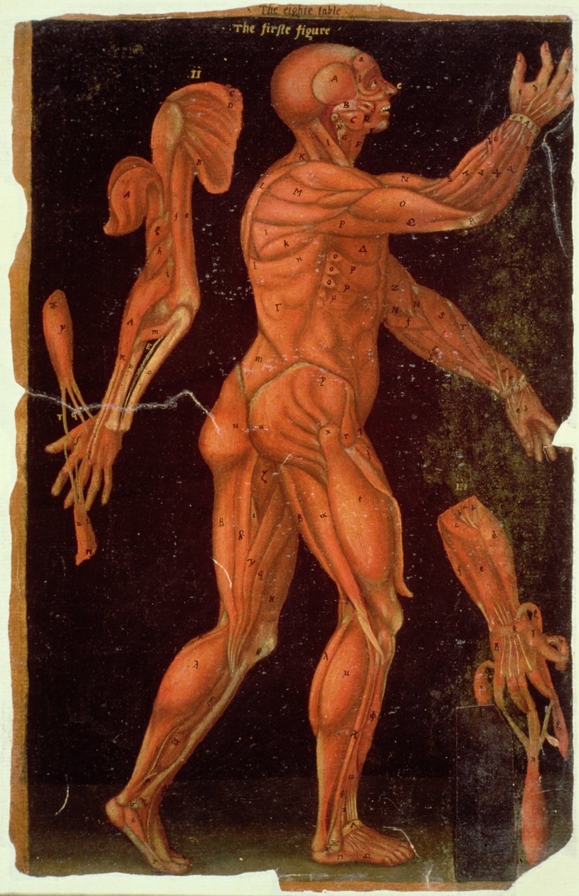 Ms Hunter 364 Tablo VIII Anatomik Tablolardan Diseksiyon, John Banister (1540-1610) (kahverengi kağıt üzerine yağlı boya) by English School