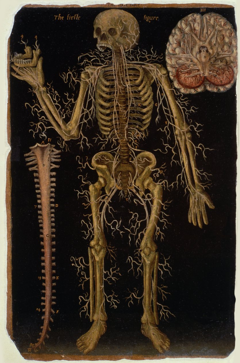 Ms Hunter 364 Tablo VI Anatomik Tablolardan Diseksiyon, John Banister (1540-1610) (kahverengi kağıt üzerine yağlı boya) by English School