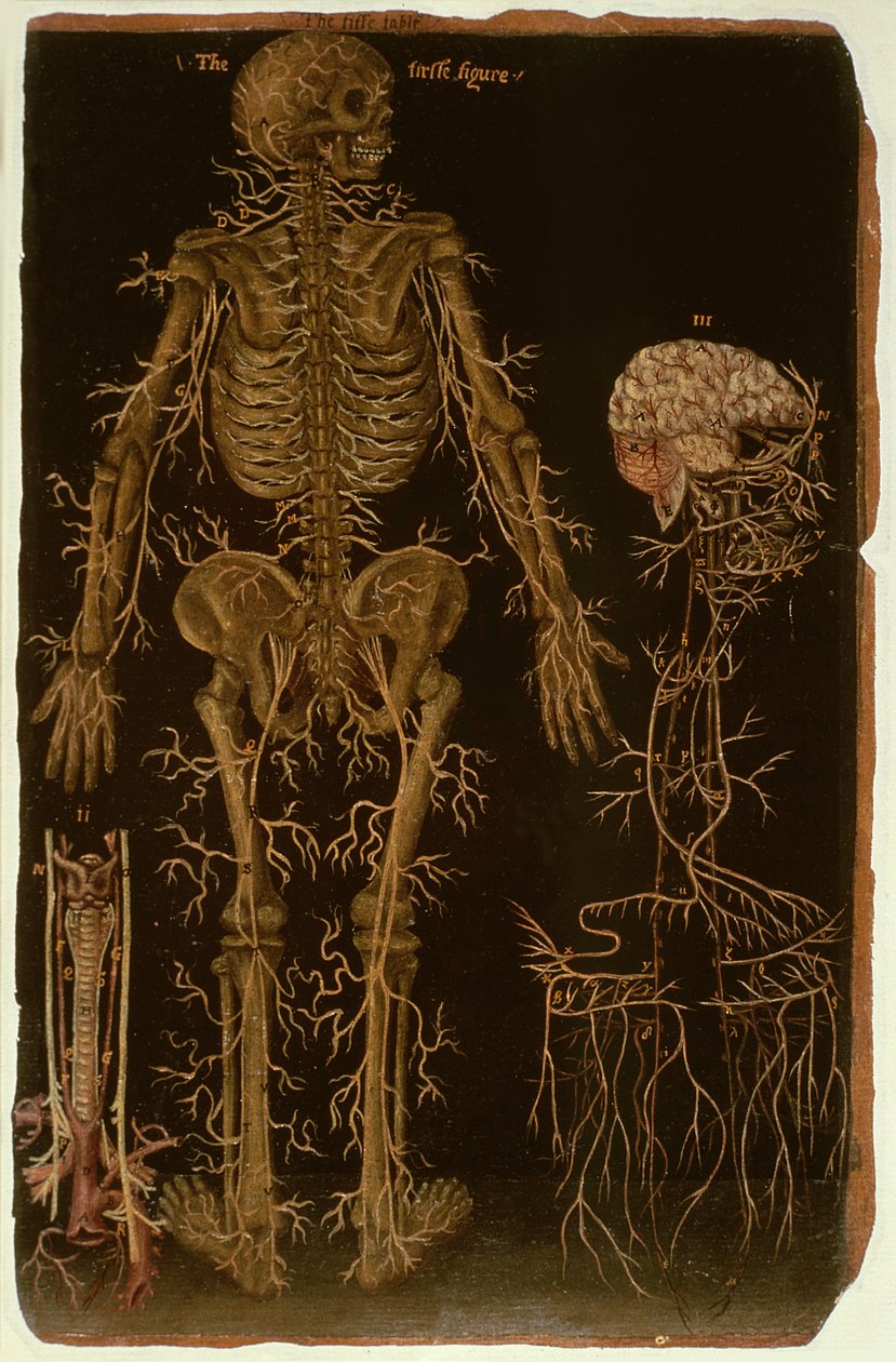 Ms Hunter 364 Tablo V Anatomik Tablolardan Diseksiyon, John Banister (1540-1610) (kahverengi kağıt üzerine yağlı boya) by English School
