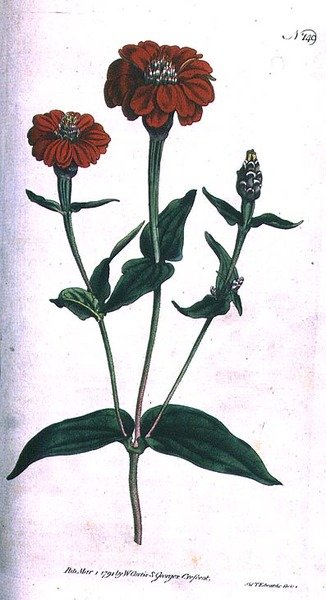 Çok çiçekli Zinnia (Zinnia multiflora), William Curtis