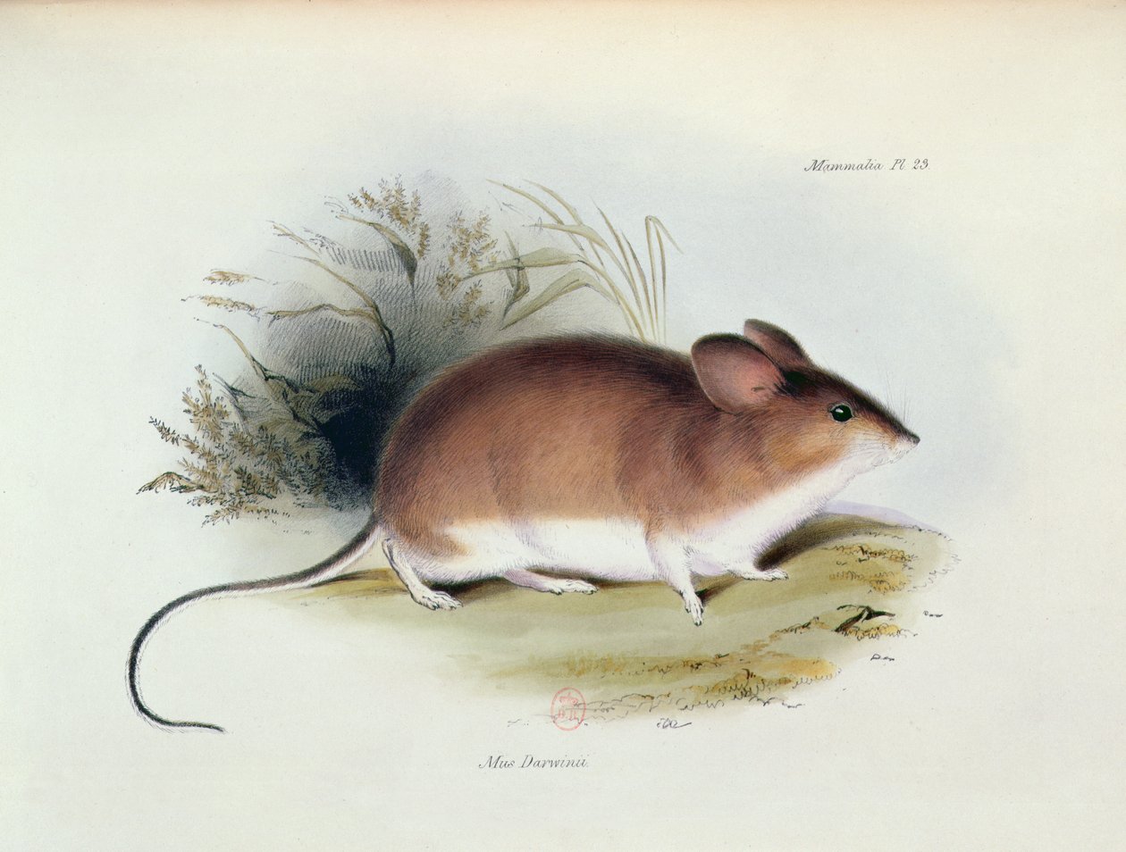 Mus Darwinii, The Zoology of the Voyage of H.M.S. Beagle, 1832-36, Charles Darwin (1809-92), 1840 by English School