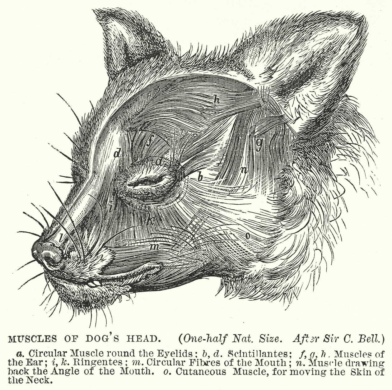 Köpek Başı Kasları (gravür) by English School