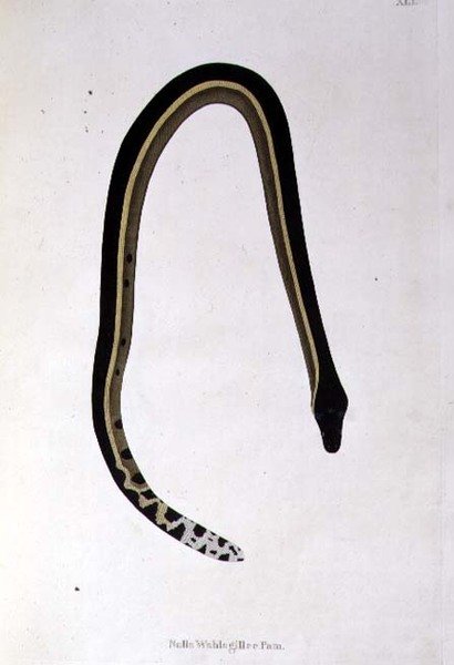 Nalla Wahlagillee Pam Snake, Patrick Russell, Londra tarafından "Coromandel Sahilinden Toplanan Hint Yılanlarının Bir Hesabı"ndan by English School