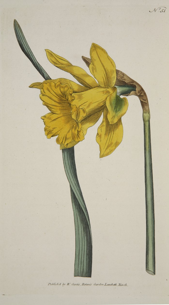 The Botanical Magazine veya Flower Garden Displayed