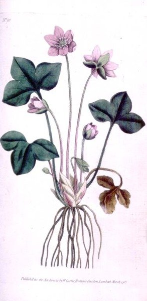 Noble Liverwort (Anemone hepatica), William Curtis