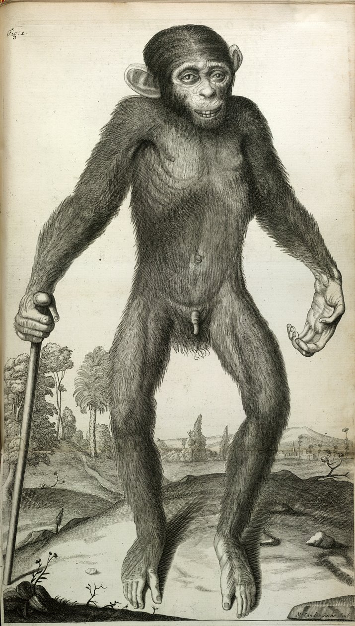 Orang-Outang, sive Homo Sylvestris: veya bir Pigme