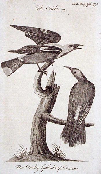 Oriole, Ocak 1773
