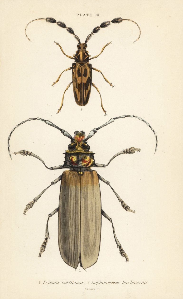 Orthomegas cinnamomeus Prionus corticinus 1 ve Batus barbicornis, Lophonocerus barbicornis 2 by English School