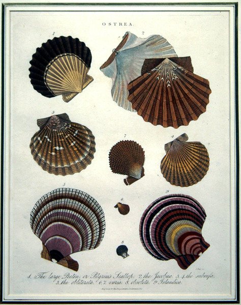 Ostrea, 