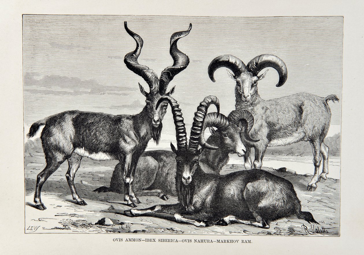 Ovis Ammon - Ibex Siberica - Ovis Nabura - Markhov Ram, Elisee Reclus tarafından Evrensel Coğrafya, Dünya ve sakinlerinden bir çizim, 1878