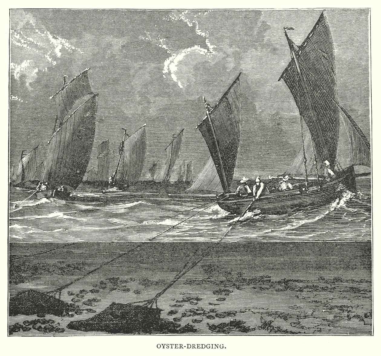 Oyster-Dredging (gravür) by English School