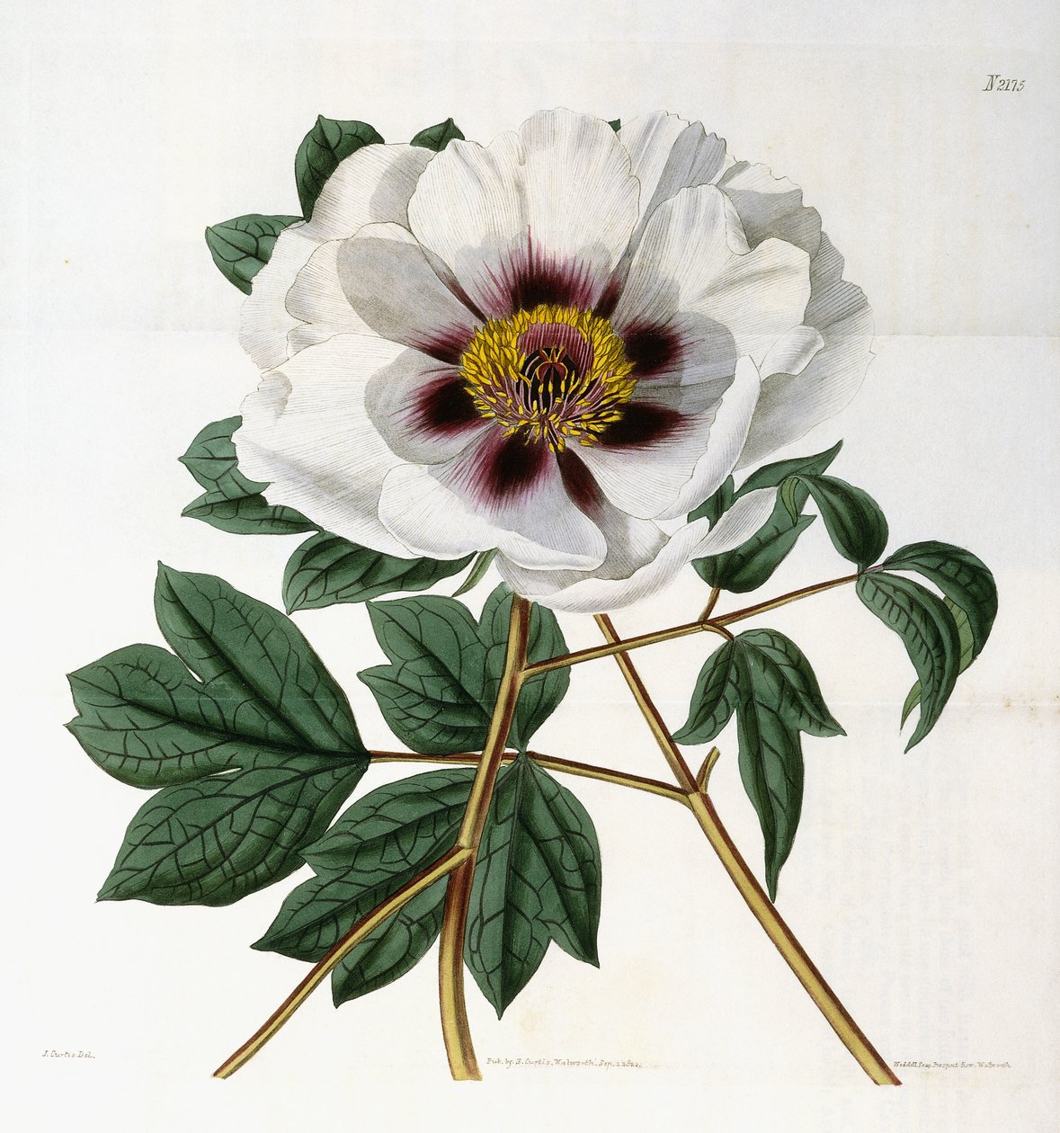 Paeonia suffruticosa Andr. var. papaveracea, 1788-1896 by English School