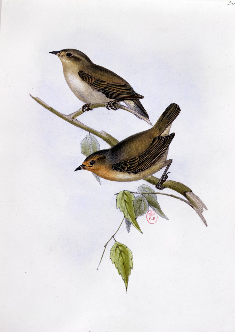 Certhidea Olivacea çifti, The Zoology of the Voyage of H.M.S. Beagle, 1832-36, Charles Darwin (1809-92), 1840 by English School