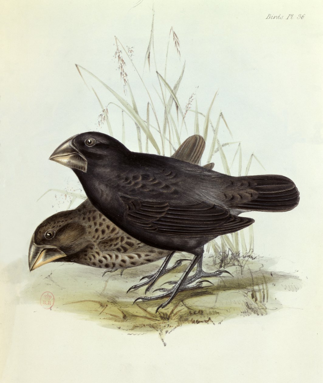 The Zoology of the Voyage of H.M.S.
