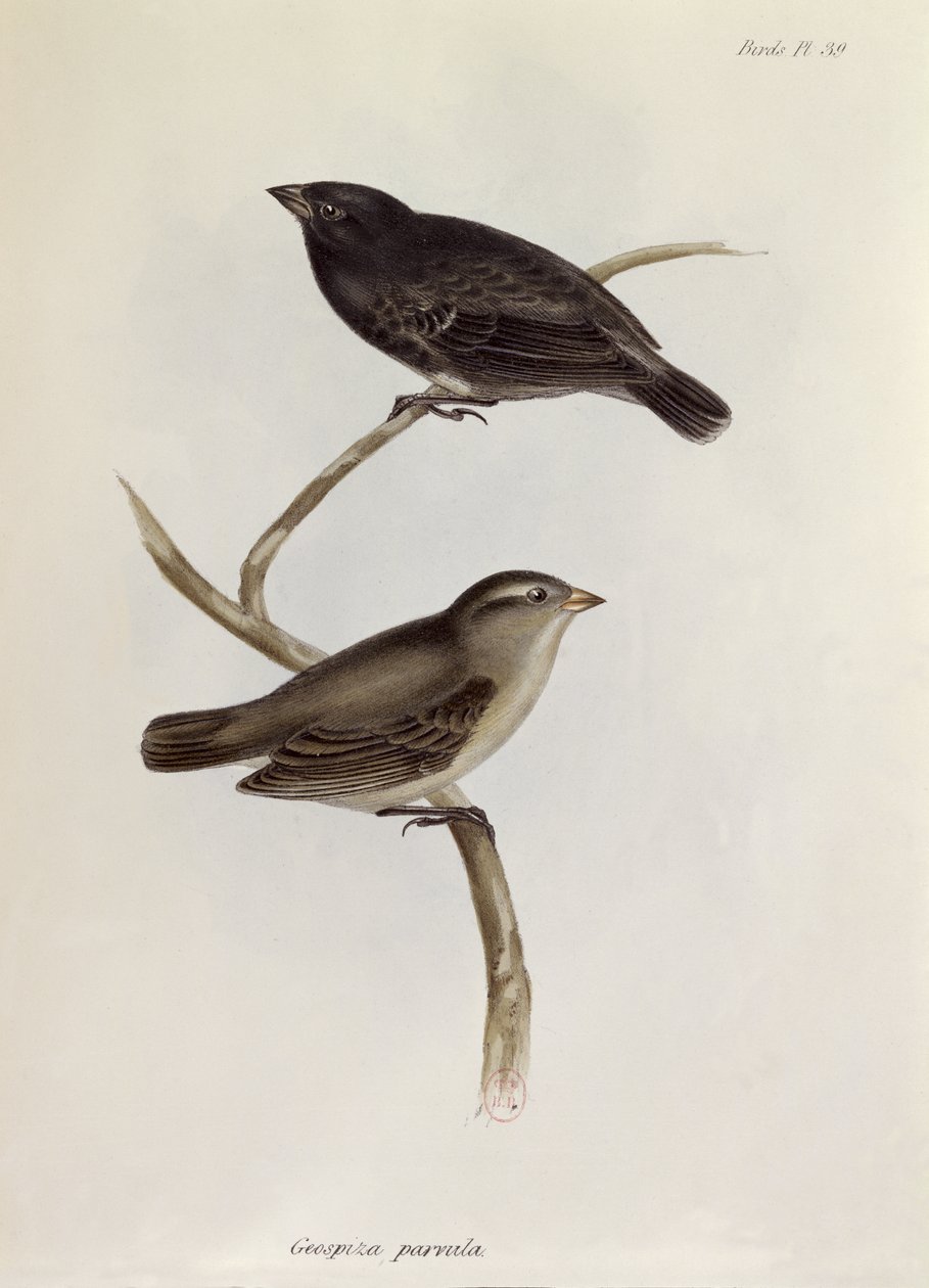 Geospiza Parvula çifti, H.M.S. Beagle, 1832-36, Charles Darwin (1809-92), 1840 by English School