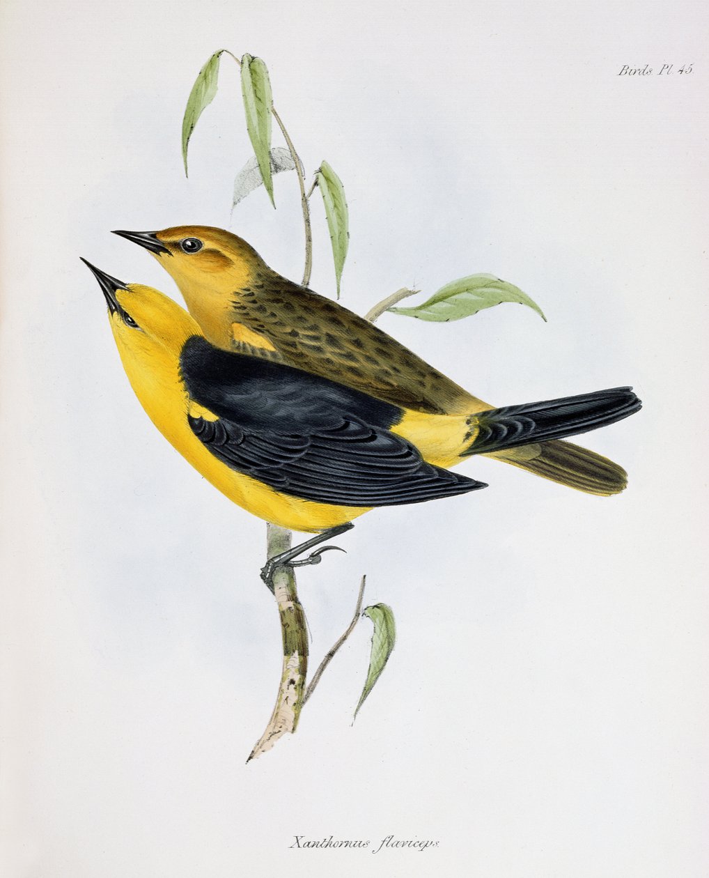 Xanthornus Flaviceps çifti, Zoology of the Voyage of H.M.S. Beagle, 1832-36, Charles Darwin (1809-92), 1840 by English School