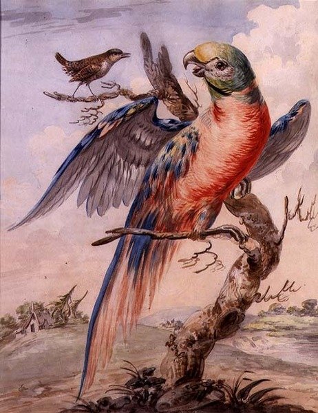 Papağan (kağıt üzerine sulu boya) by English School