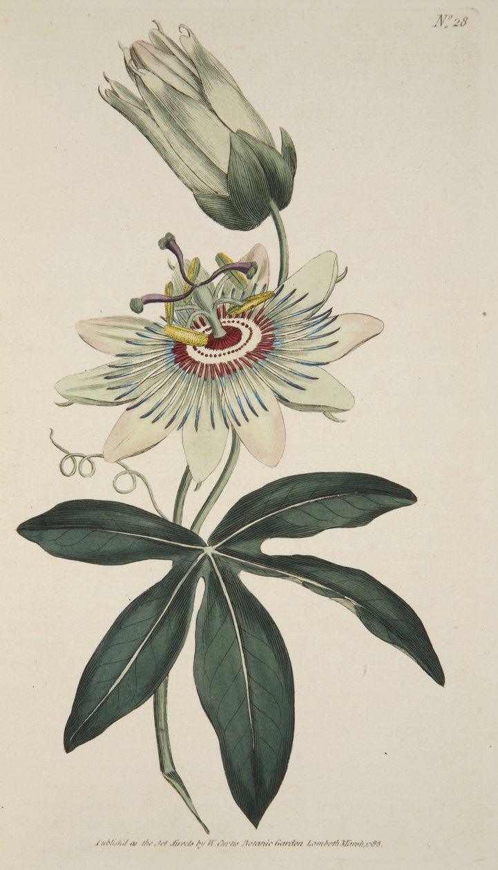 Passiflora Caerulea (Ortak Tutku Çiçeği), The Botanical Magazine veya Flower Garden Displayed, pub