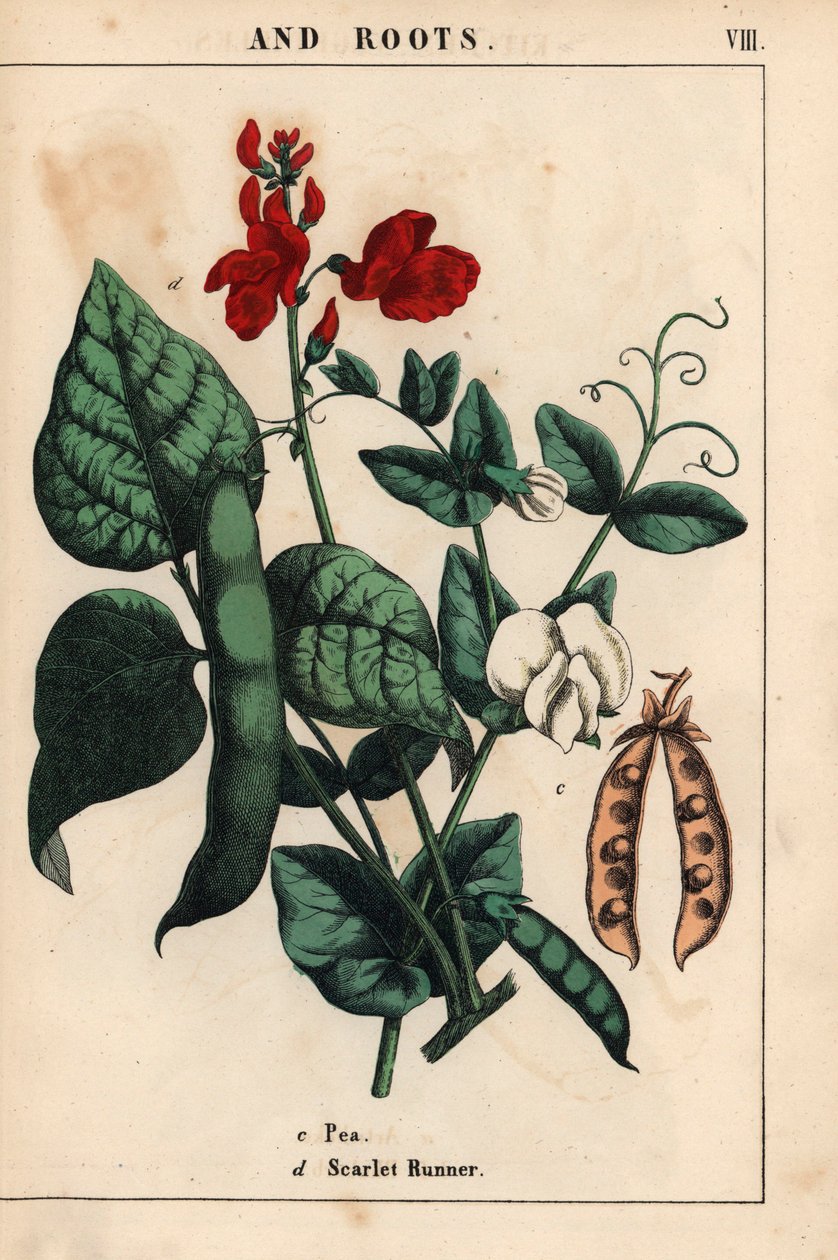Bezelye ve fasulye, kırmızı ve beyaz çiçeklerle.   , "Öğretici Resimli Kitap veya Sebze Dünyasından Dersler"den [Charlotte Mary Yonge], Edinburgh by English School