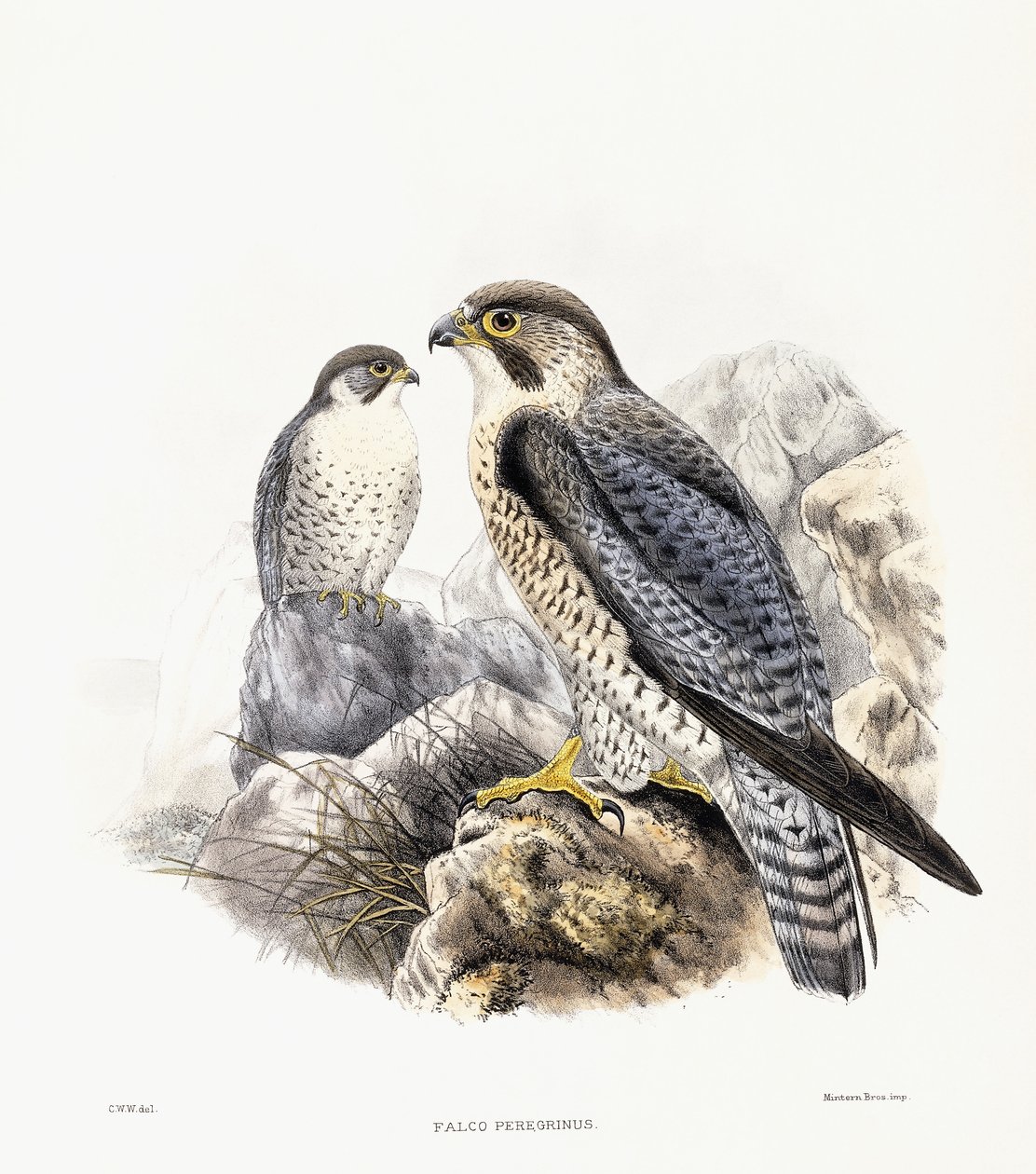 Peregrine Falcon - Falco Peregrinus, 1894-1899 by English School