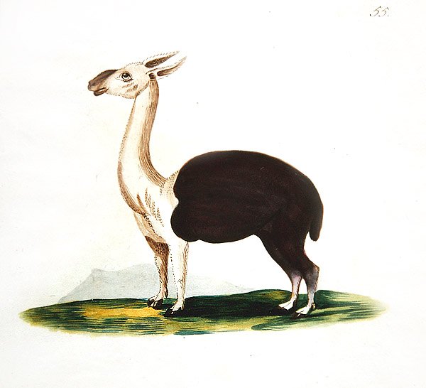 Peru guanaco, c.1810 (kağıt üzerine suluboya) by English School