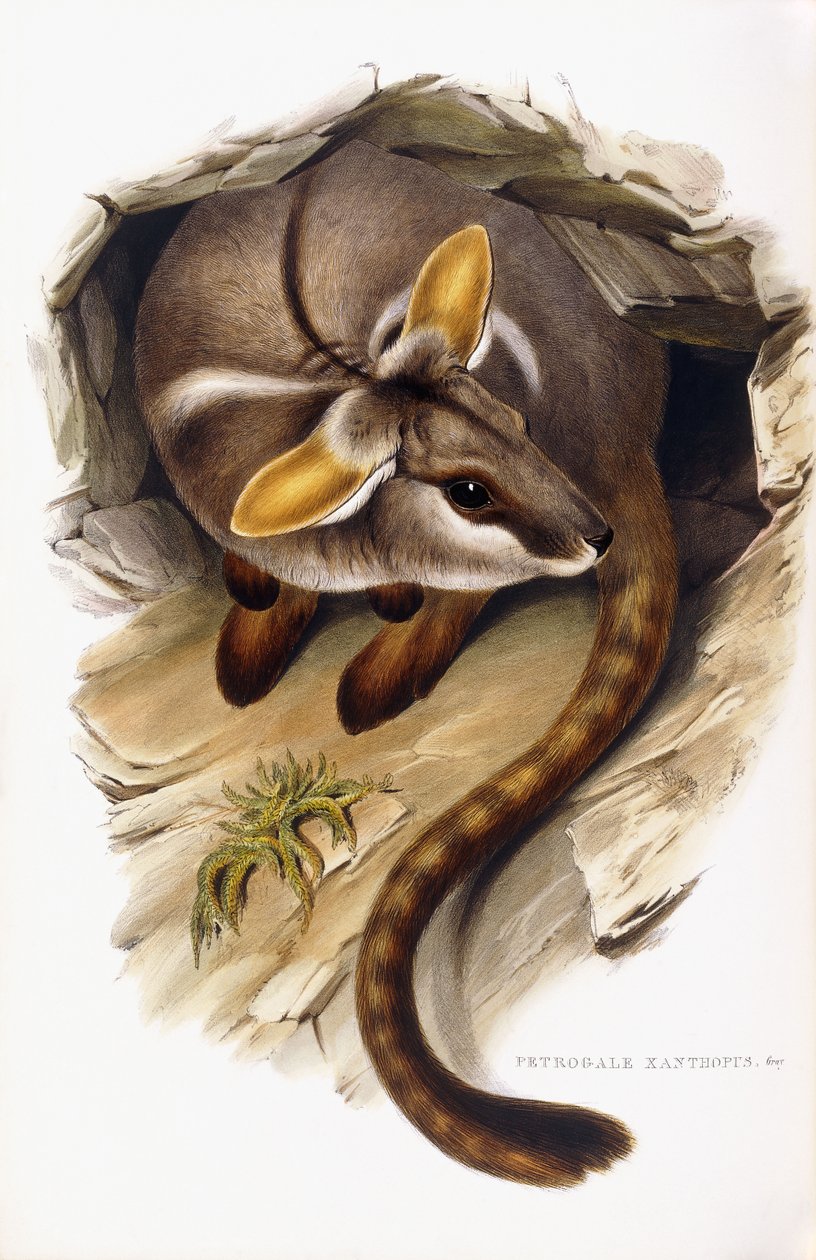 Petrogale Ksantopus by English School