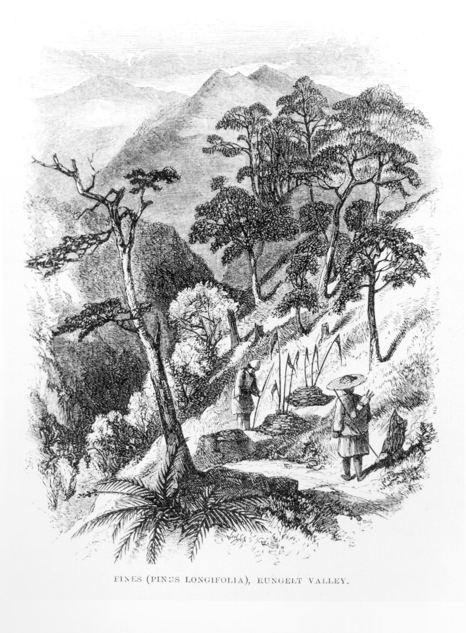 Himalayaların Rungelt vadisindeki çam ağaçları, Himalayan Journals, 1854 by English School