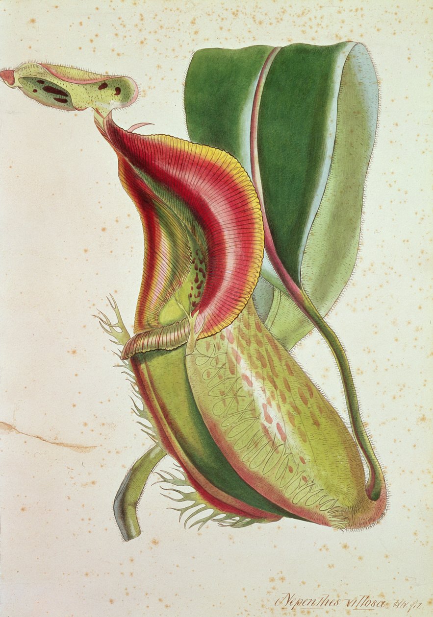 Sürahi bitkisi: Nepenthes villosa (böcek yiyen), imzalı H.K (renkli litografi) by English School