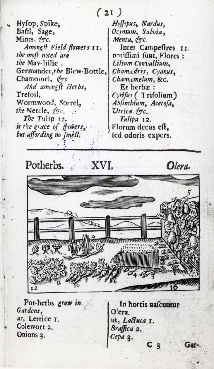 Johann Amos Comenius tarafından yazılan 