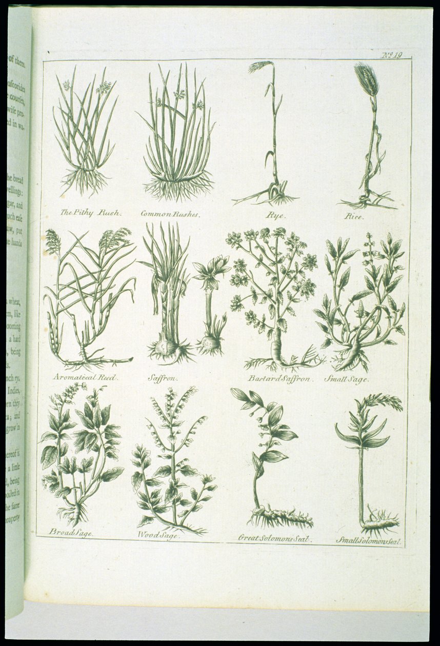 Culpepers English Physician and Complete Herbal