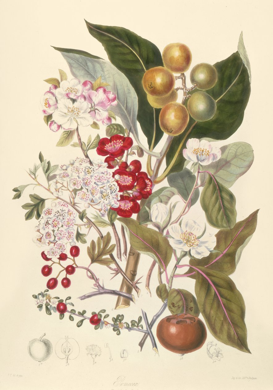 Pomaceae, Elma Kabilesi by English School
